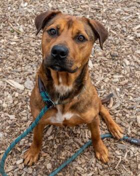 Cyto -  Mixed Breed Dog for Adoption in Chamblee, Georgia - Cyto | PetCurious