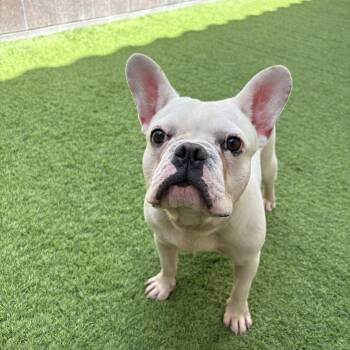 Sushi -  French Bulldog Dog for Adoption in Las Vegas, Nevada - Sushi | PetCurious