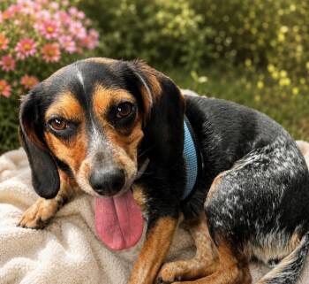 Luna -  Beagle and Dachshund Dog for Adoption in Harrison City, Pennsylvania - Luna | PetCurious