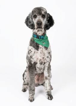 Standard Poodle Dogs Available for Adoption - Ari  | PetCurious