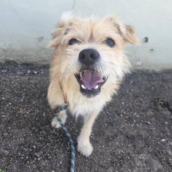 Jax -  Terrier and Mixed Breed Dog for Adoption in Pacifica, California - Jax | PetCurious