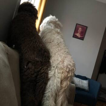 Golden Retriever and Standard Poodle Dogs Available for Adoption in South Elgin, Illinois - Mika - Home To Home | PetCurious
