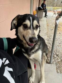 Siberian Husky Dogs Available for Adoption - Koda | PetCurious