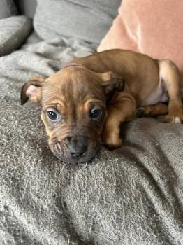 Mixed Breed Dogs Available for Adoption in Hobart, Indiana - Angelica Schuyler | PetCurious