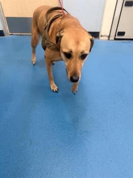 AHDINA -  Mixed Breed Dog for Adoption in Dallas, Texas - AHDINA | PetCurious
