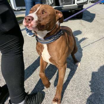 Quint -  Mixed Breed Dog for Adoption in Savannah, Georgia - Quint | PetCurious