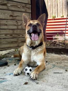 Melos -  Mixed Breed and German Shepherd Dog Dog for Adoption in Austin, Texas - Melos | PetCurious