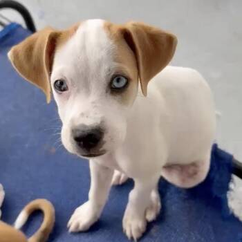 Chihuahua and Retriever Dogs Available for Adoption - Nemo! | PetCurious