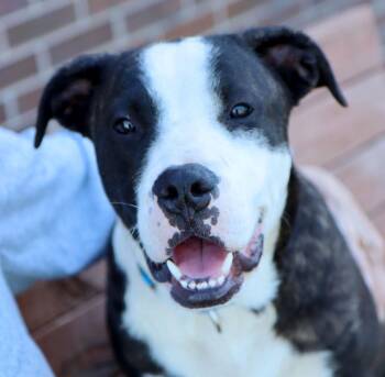 Guinea (AO36892) -  Pit Bull Terrier Dog for Adoption in Kansas City, Kansas - Guinea (AO36892) | PetCurious
