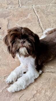 Shih Tzu Dogs Available for Adoption in Plano, Texas - Coco Chanel Turner | PetCurious