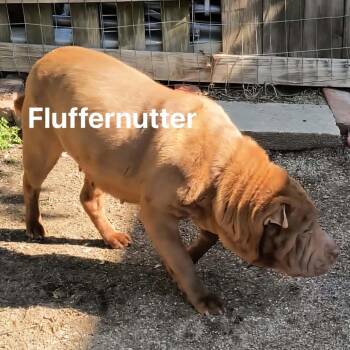 Shar Pei Dogs Available for Adoption in Spring Hill, Kansas - Fluffernut | PetCurious