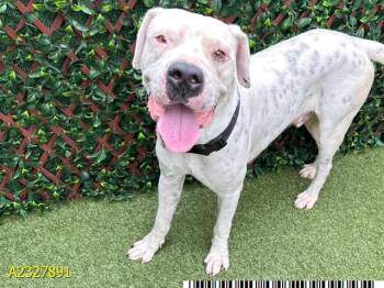 Mixed Breed Dogs Available for Adoption - REGGIE | PetCurious