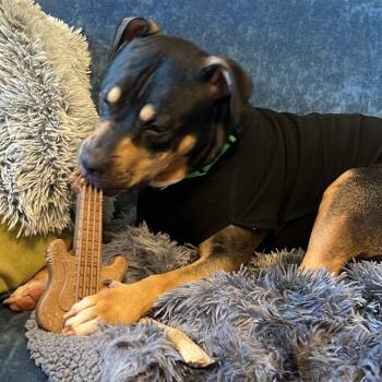 Rescue Mixed Breed Dogs for Adoption in Charlton, New York - Willow | PetCurious