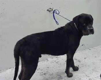 HUNTER -  Rottweiler Dog for Adoption in Houston, Texas - HUNTER | PetCurious