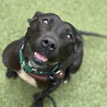 Rescue Pit Bull Terrier Dogs for Adoption in Greensboro, North Carolina - Moby | PetCurious