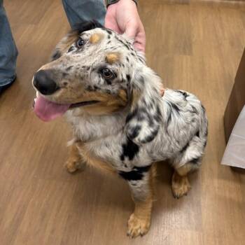 Catahoula Leopard Dog Dogs Available for Adoption - Bandit | PetCurious