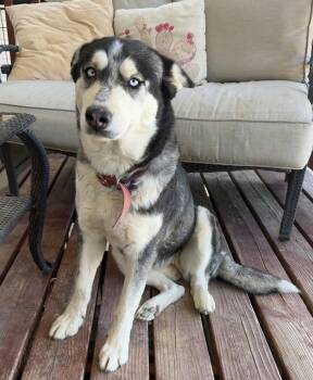 Husky Dogs Available for Adoption - DAISY #28 | PetCurious