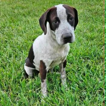 Astro -  German Shorthaired Pointer Dog for Adoption in Harlingen, Texas - Astro | PetCurious