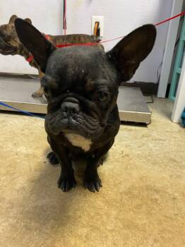 Rescue French Bulldog Dogs for Adoption in New Braunfels, Texas - HAILEY | PetCurious