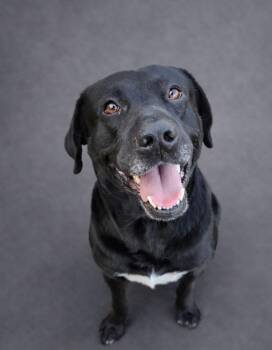 Labrador Retriever Dogs Available for Adoption in Hardeeville, South Carolina - Gin | PetCurious
