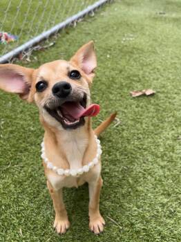 Rose -  Chihuahua Dog for Adoption in North Miami Beach, Florida - Rose | PetCurious