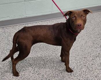 Darla -  Terrier Dog for Adoption in Athens, Tennessee - Darla | PetCurious