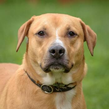 Desiree -  Hound Dog for Adoption in Lambertville, New Jersey - Desiree | PetCurious