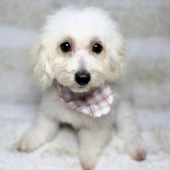 Rescue Maltipoo Dogs for Adoption in Broken Arrow, Oklahoma - Biscuit | PetCurious