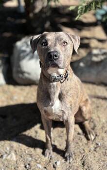 Pit Bull Terrier Dogs Available for Adoption - Pluto | PetCurious