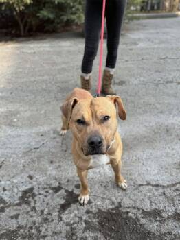 Pit Bull Terrier Dogs Available for Adoption - Bodhi (Foster Or Adopter Needed!) | PetCurious