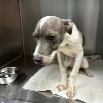 Lilac -  Pit Bull Terrier Dog for Adoption in Greensboro, North Carolina - Lilac | PetCurious