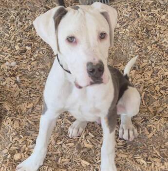 Rescue Pit Bull Terrier and Mixed Breed Dogs for Adoption in Albuquerque, New Mexico - STYLES | PetCurious