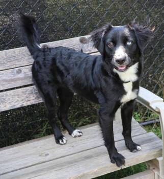 Rescue Flat Coated Retriever Dogs for Adoption in Harrison, New York - Sky | PetCurious
