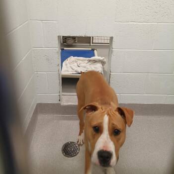 Terrier Dogs Available for Adoption - Juju | PetCurious