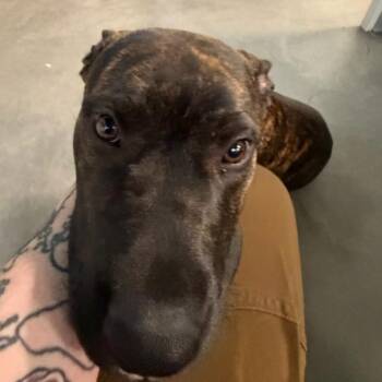 Terrier Dogs Available for Adoption in Des Moines, Iowa - Jupiter | PetCurious
