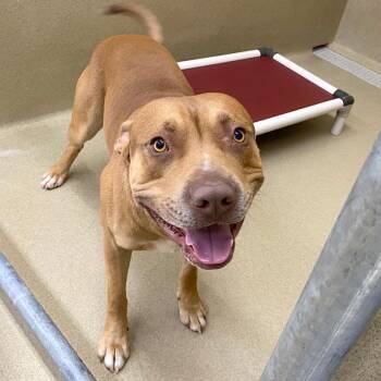 Pit Bull Terrier Dogs Available for Adoption - Mustang #22297 | PetCurious