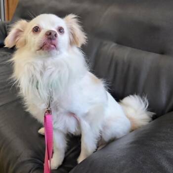 Papillon and Chihuahua Dogs Available for Adoption in La Center, Washington - Tenderhearted Toby | PetCurious
