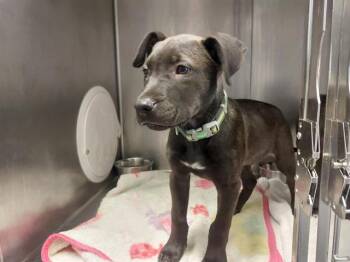 Pit Bull Terrier and Mixed Breed Dogs Available for Adoption in Antioch, California - GREAT SMOKEY MOUNTAINS | PetCurious