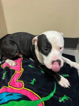 Pit Bull Terrier Dogs Available for Adoption - Huckleberry | PetCurious