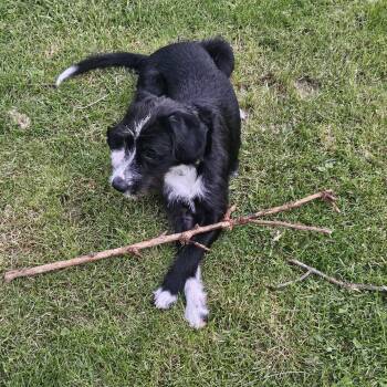 Boxer and Golden Retriever Dogs Available for Adoption in Newport, Kentucky - Rocky | PetCurious