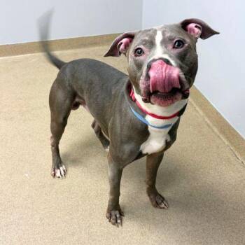 RAWLII STORM -  Pit Bull Terrier Dog for Adoption in Aurora, Colorado - RAWLII STORM | PetCurious