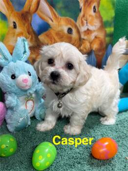 Maltipoo Dogs Available for Sale in Jacksonville, Texas - Casper | PetCurious