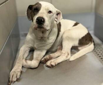 PANDA -  Staffordshire Bull Terrier and Mixed Breed Dog for Adoption in Houston, Texas - PANDA | PetCurious