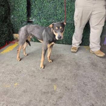 Houston* -  Australian Kelpie and Mixed Breed Dog for Adoption in El Paso, Texas - Houston* | PetCurious