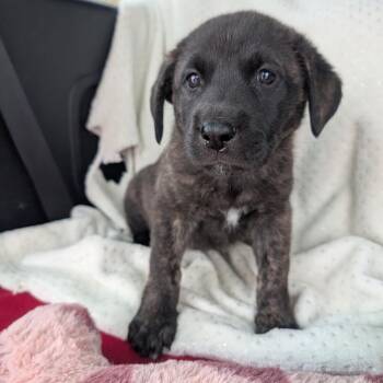 Mixed Breed Dogs Available for Adoption in Madison, Wisconsin - Daisy | PetCurious