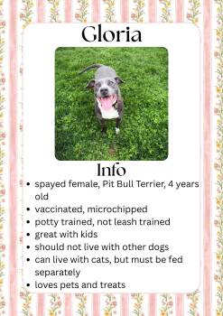 Mixed Breed Dogs Available for Adoption in Greensburg, Indiana - Gloria | PetCurious