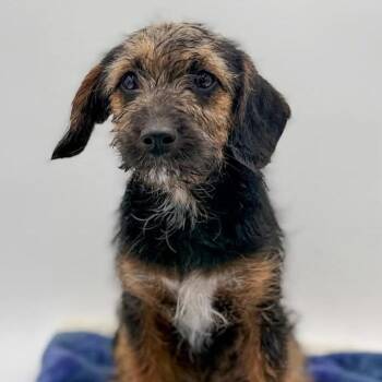 Terrier Dogs Available for Adoption in Allentown, Pennsylvania - Ally | PetCurious