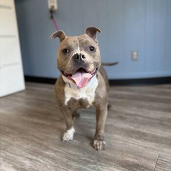 LEXI -  American Bully Dog for Adoption in Hamilton Township, New Jersey - LEXI | PetCurious