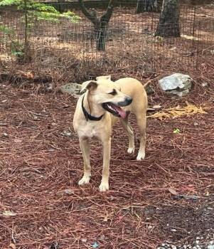 Dixie -  American Bulldog and Pit Bull Terrier Dog for Adoption in Youngsville, North Carolina - Dixie | PetCurious