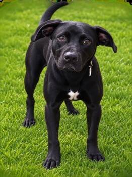 COLLIN -  Labrador Retriever and Mixed Breed Dog for Adoption - COLLIN | PetCurious